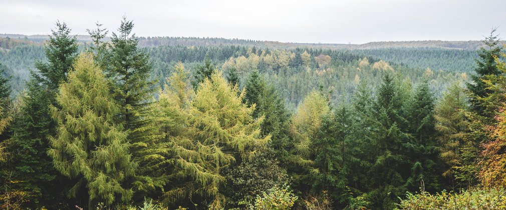 A line of conifer trees in front of a vast forest covered in mist.