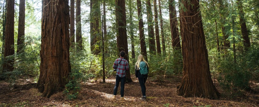 Two people and Redwood trees