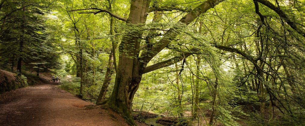 Woodland walk with people in the distance