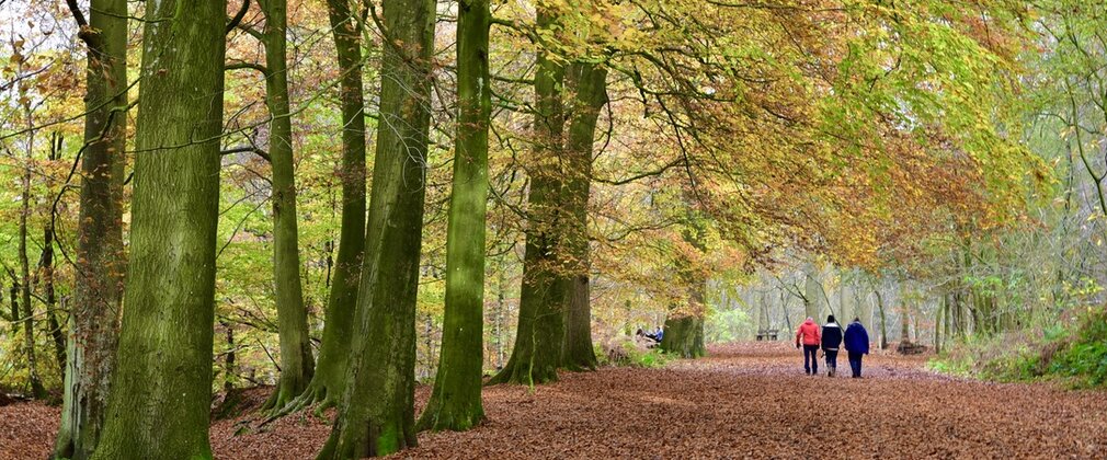 Three people walking in Delamere Forest in autumn