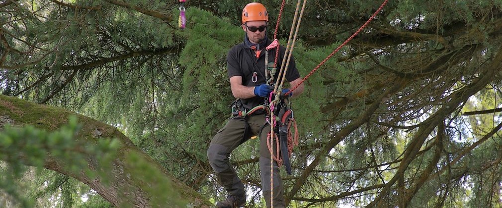 A man wearing a bright orange helmet is climbing a tree with ropes holding him up