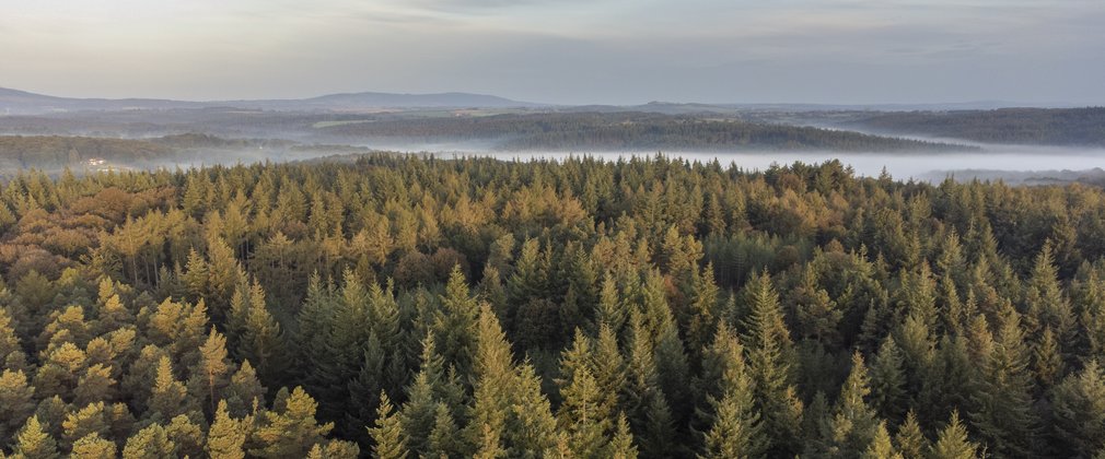 Aerial image of a forest with mist in the background