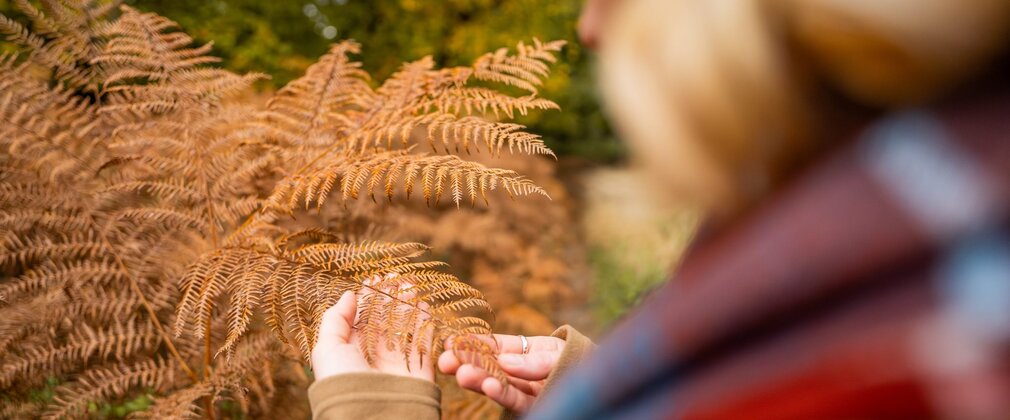 Person touching brown fern leaves.
