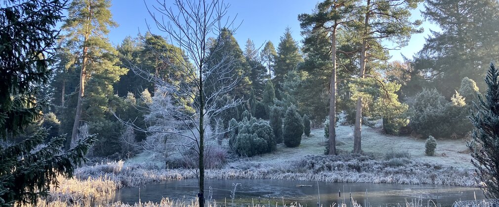 A view across a frosty landscape in the National Pinetum on a sunny day