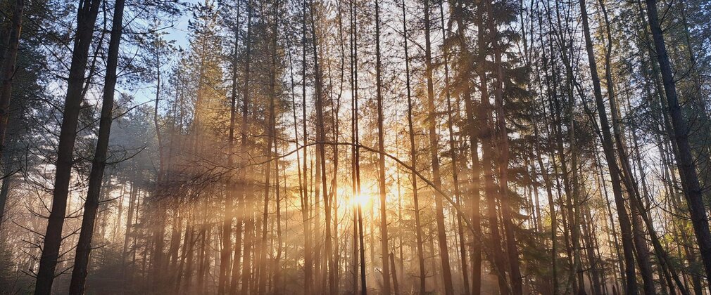 Low sun seen through tall, thin trees in a forest.