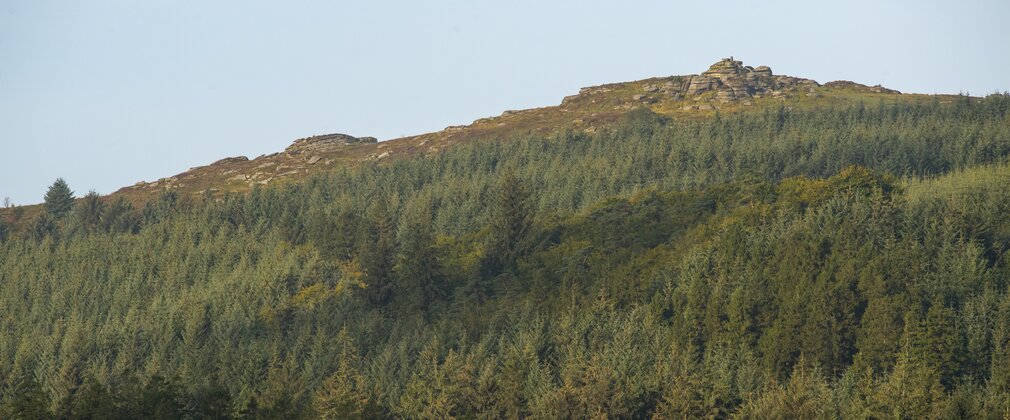 Bellever Tor rising above Bellever Forest