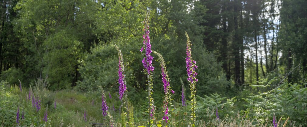 Foxgloves growing from forest floor in front of trees