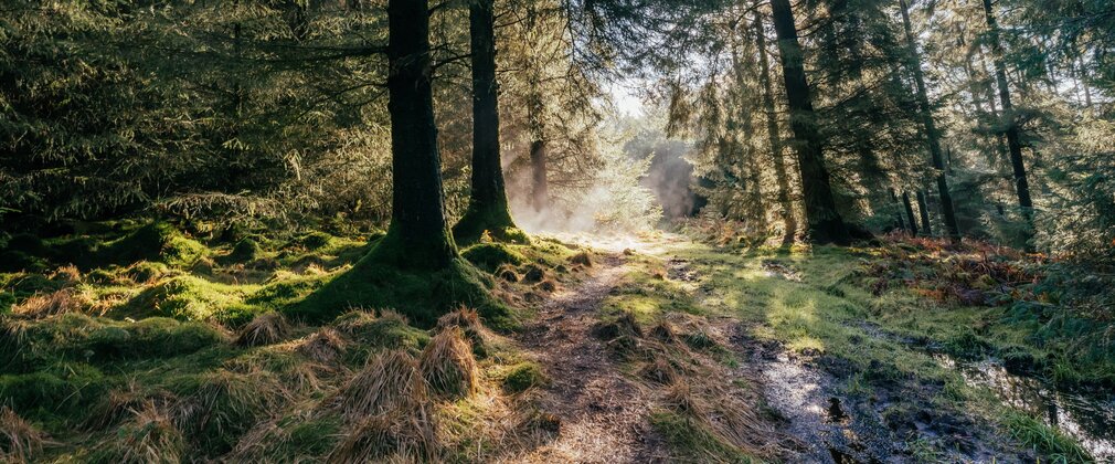 Winter sun in the forest with fir trees.
