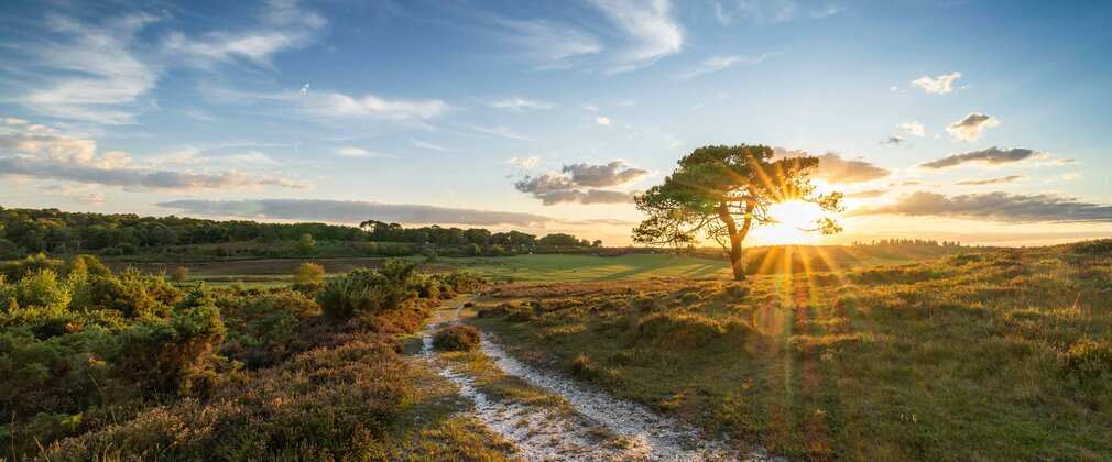 Sunset over a heathland with the low sun behind a pine tree.
