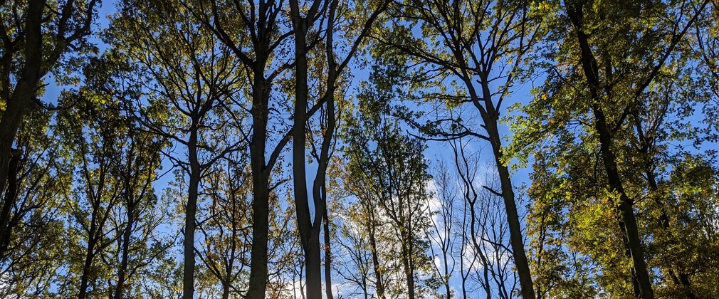 trees in the sunshine at Cannock Chase