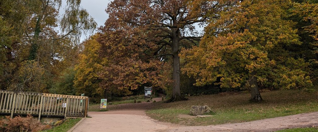 Trees with autumn colours surrounding a path