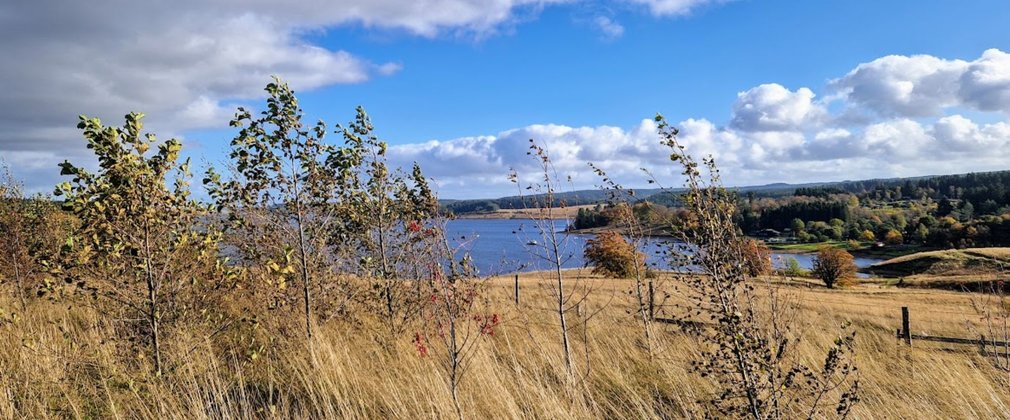 Long dry grassland and young trees in autumn colour shown in front of an open body of water