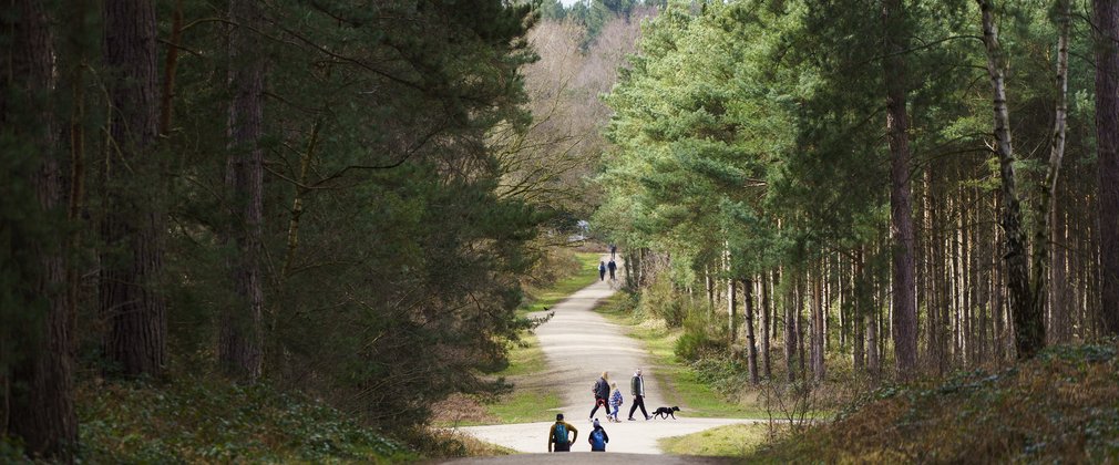 People walking through the forest on a wide path with a dog