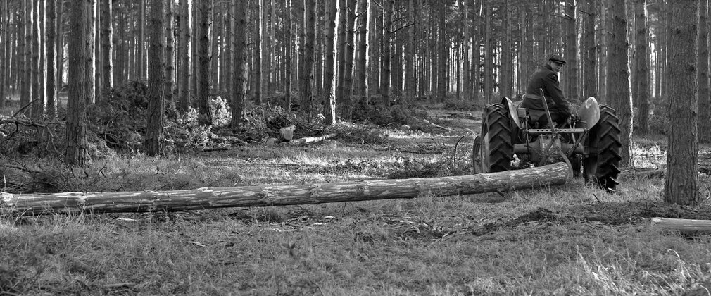 Black and white photo of a man on a tractor, pulling a log in a forest.
