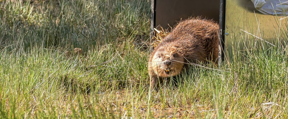 An adult beaver emerging from a humane container in the wild.
