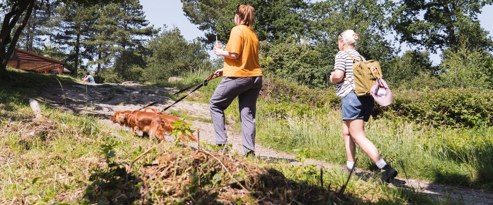 Two women walking dogs on a forest path in the summer.