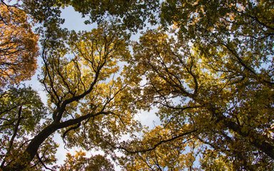 Broadleaf autumn canopy