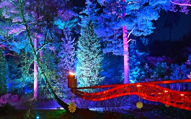 Trees lit by blue and purple light
