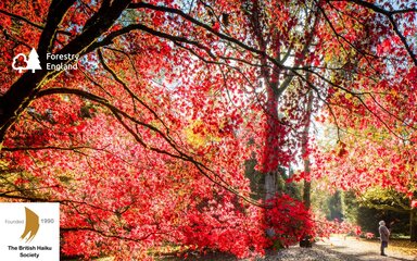 A woman looks up at the beautiful red maple trees surrounding her
