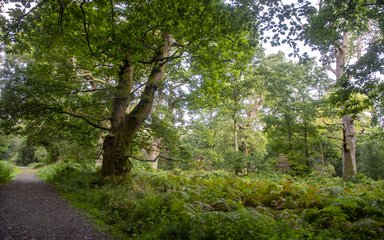 Savernake Forest trees in summer