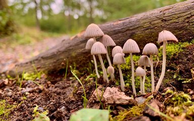 A cluster of fungi on long stalks sprouting on the forest floor next to a log.