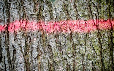 Red paint line sprayed on to tree trunk