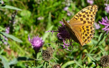 Close-up of a brown speckled butterfly perched on a purple flower head