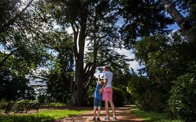 A father and son look up in awe at a very tall tree in summer