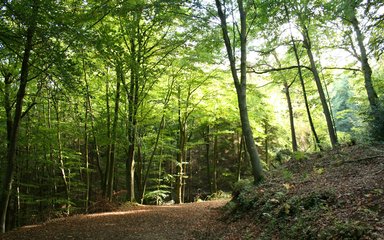 Shaded walking trail in Stoke Woods, Exeter