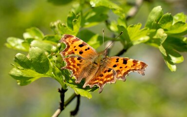 Butterfly on a leaf with open, scalloped wings that are browny-orange in colour and lightly spotted with black markings.