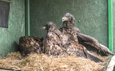 Two juvenile white-tailed eagles in a special pen.