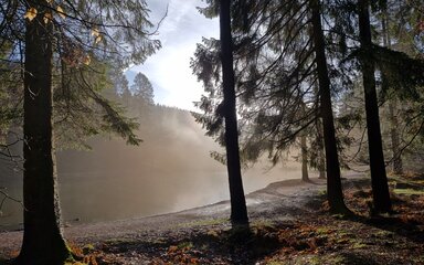 A misty morning at Mallards Pike looking out across the lake through some trees with the sun starting to shine through.