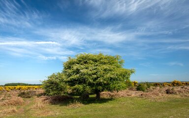 A view of a hawthorn tree beginning to blossom beside an open heathland in the spring