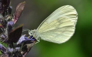 Wood white butterfly with closed wings viewed from the side