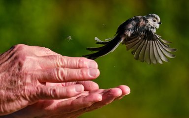 Small bird flying out of hands with wings spread