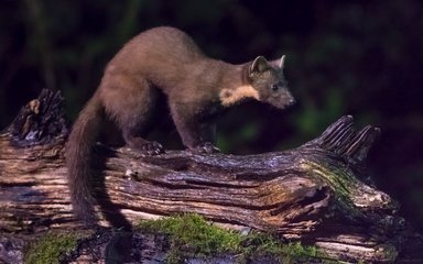 Pine marten on a fallen tree at night