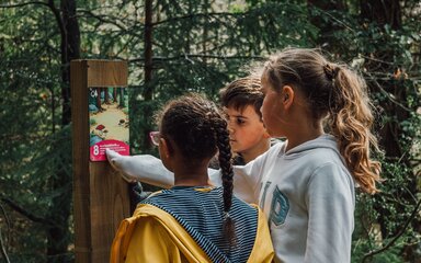 Three children looking at a wooden post marker in the forest.