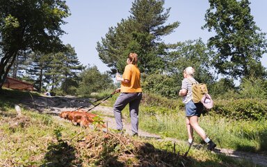 Two women walking dogs on a forest path in the summer.
