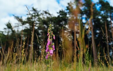 Pink wildflower among tall grass, with tall trees and a summer sky in the background.