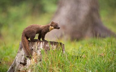 Pine marten standing on tree stump looking right