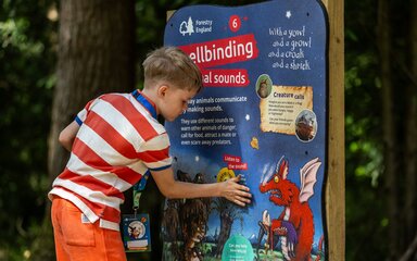 A boy playing with an interactive board in the forest.