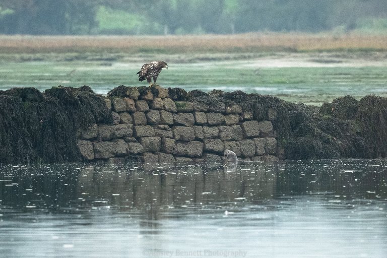 White-tailed eagle perched on a harbour wall looking at a seal