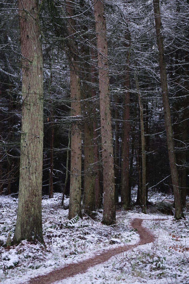 Winding path in snow dusted forest