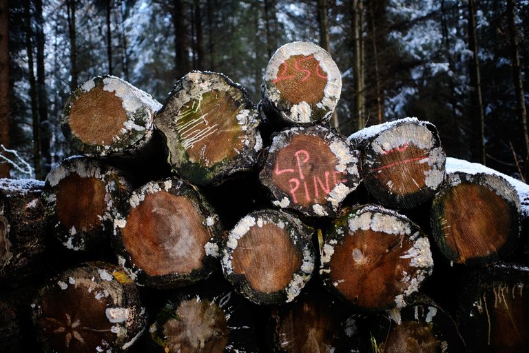 Flakes of snow on timber stack