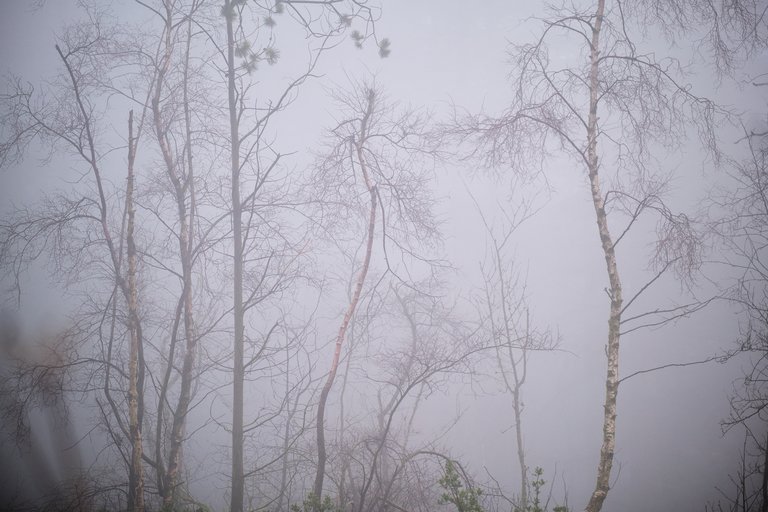 Spindling tree branches through grey fog