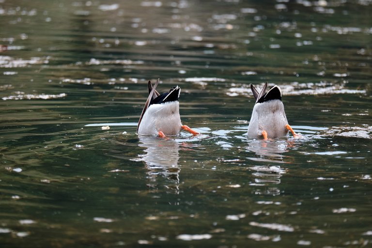 Ducks with their heads in the water