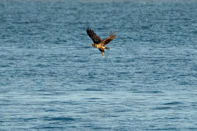 white-tailed eagle in flight over the sea