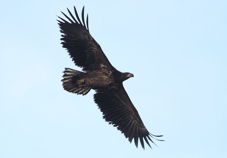 white-tailed eagle in flight