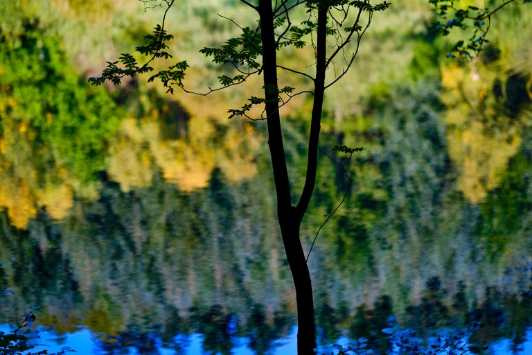 Silhouette of thin tree branch in front of forest reflected on water 