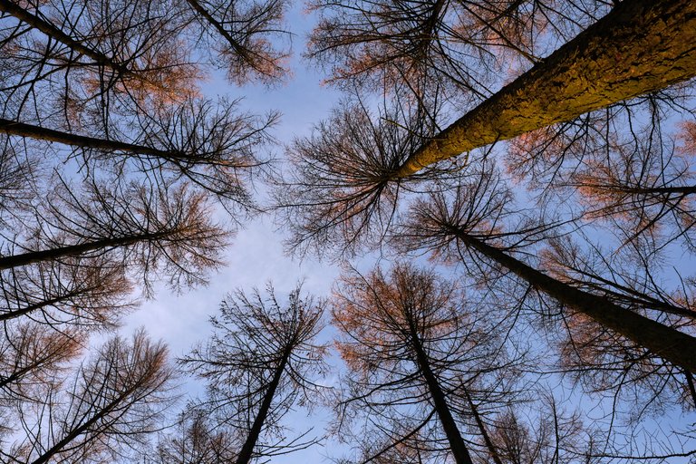 Looking up into the tree canopy from the ground